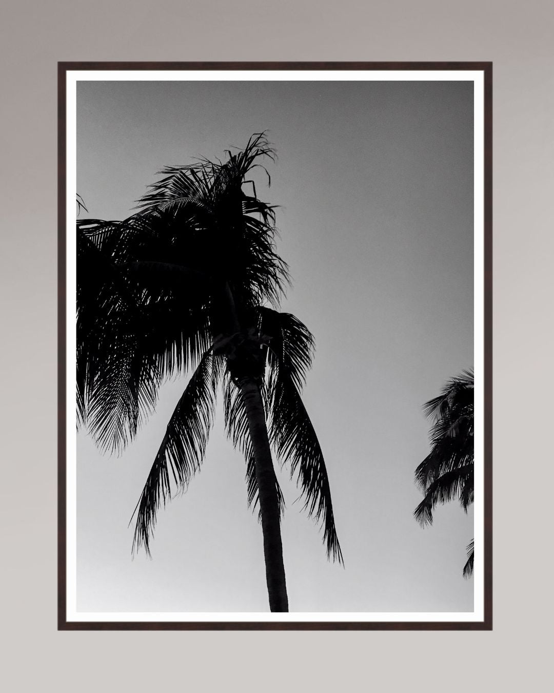 Timeless Palms