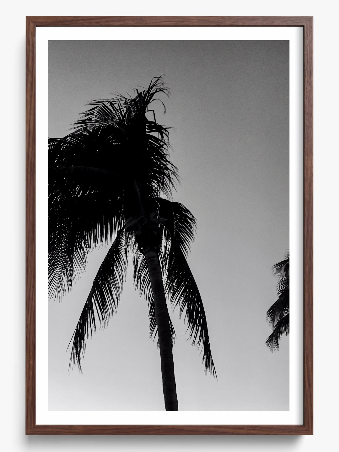 Timeless Palms