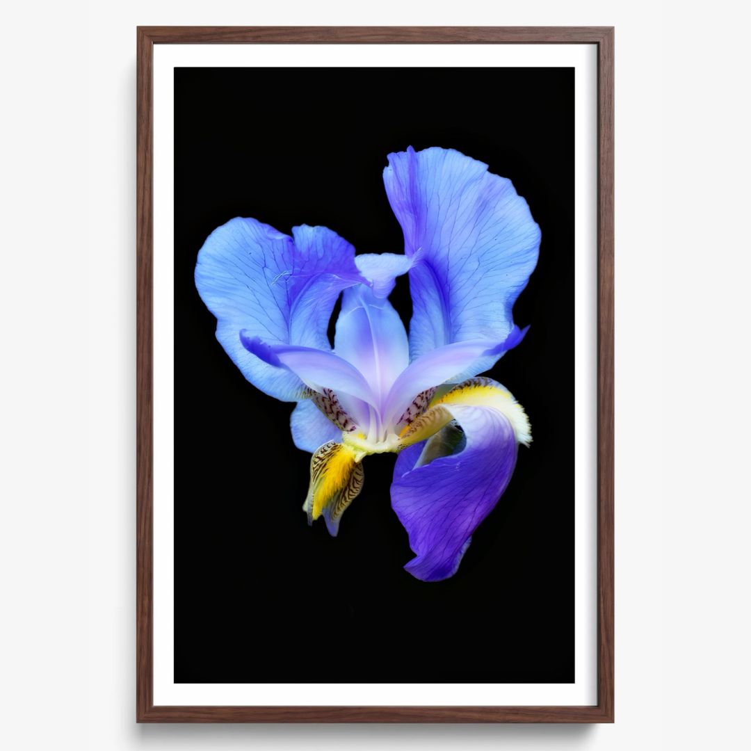 Midnight Bloom
