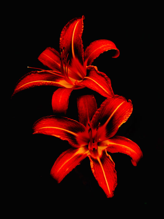 Red Lilies - Bandanas SimpleMax