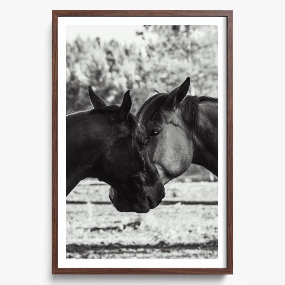 Horses' Complicity