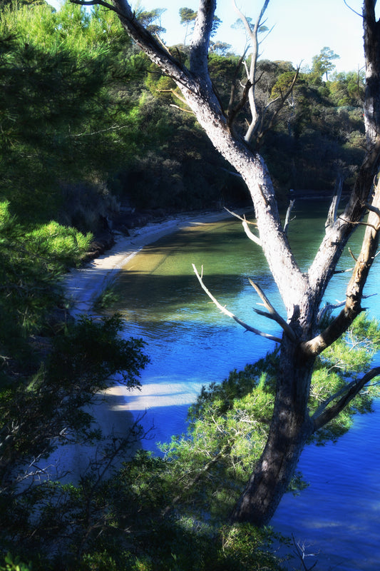 Photographie d’art Coastal Refuge, paysage côtier paisible avec eau turquoise, arbres et lumière naturelle