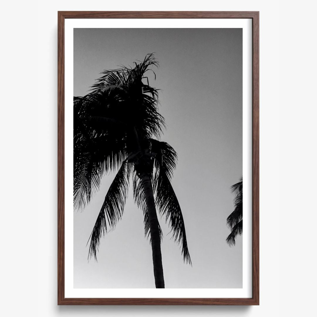 Timeless Palms