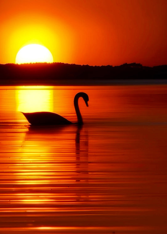 Photographie d’un cygne glissant sur un lac au coucher du soleil, capturée par l’artiste Maxime Guengant. Une scène contemplative où la lumière dorée révèle la poésie du vivant.