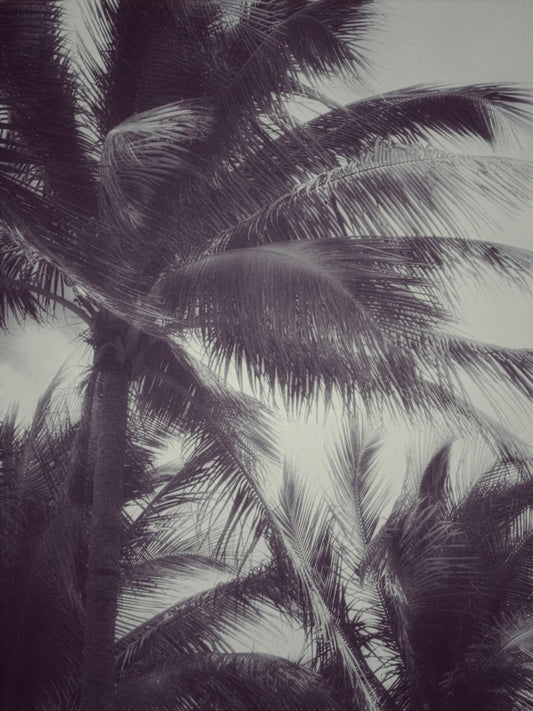 Photographie fine art “Tropical Breath” de Maxime Guengant, représentant des palmiers vus d’en bas, animés par le vent dans une ambiance tropicale et minimaliste.