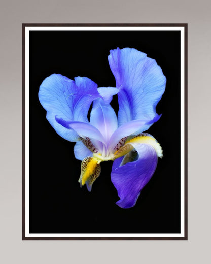 Midnight Bloom