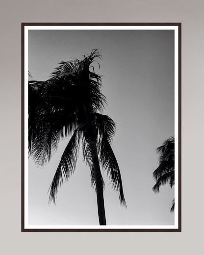 Timeless Palms