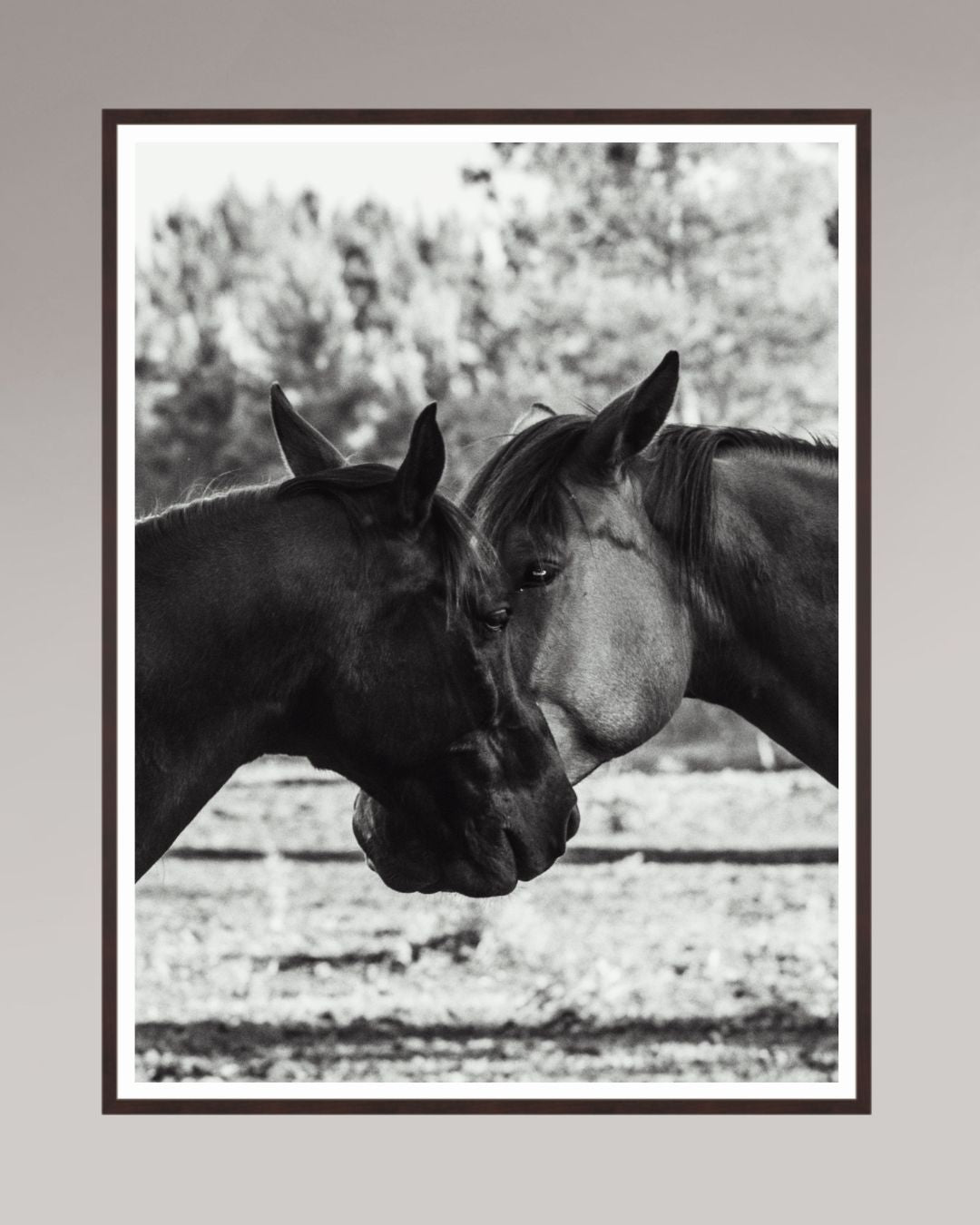 Horses' Complicity