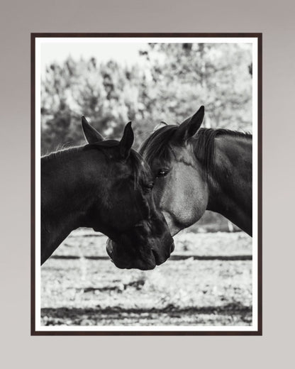 Horses' Complicity