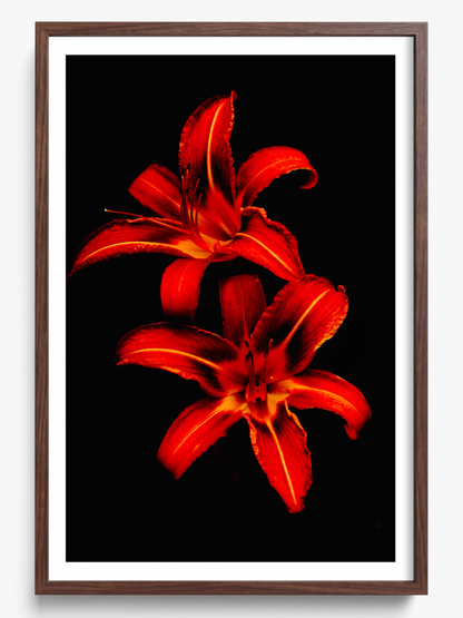 Red Lilies