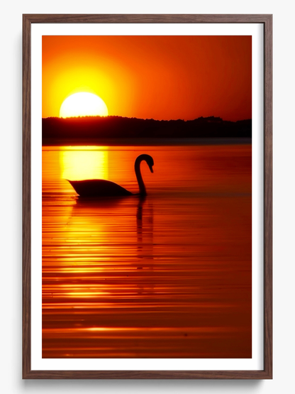 The Swan