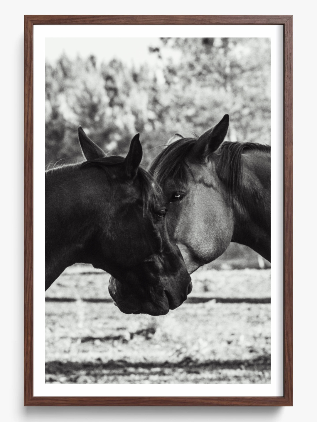 Horses' Complicity