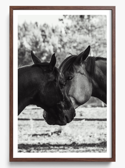 Horses' Complicity