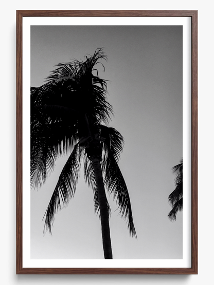 Timeless Palms