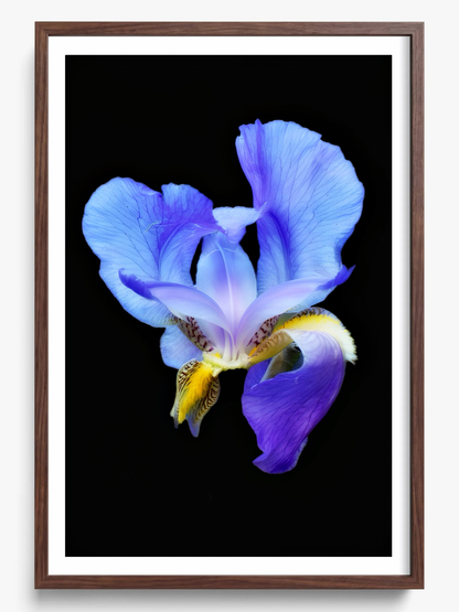 Midnight Bloom