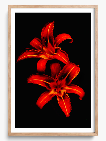 Red Lilies