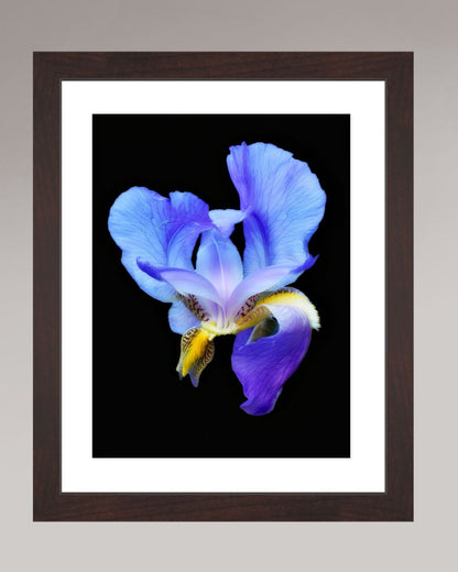 Midnight Bloom