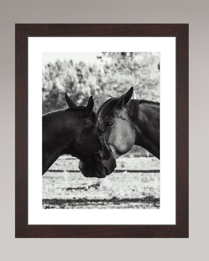 Horses' Complicity