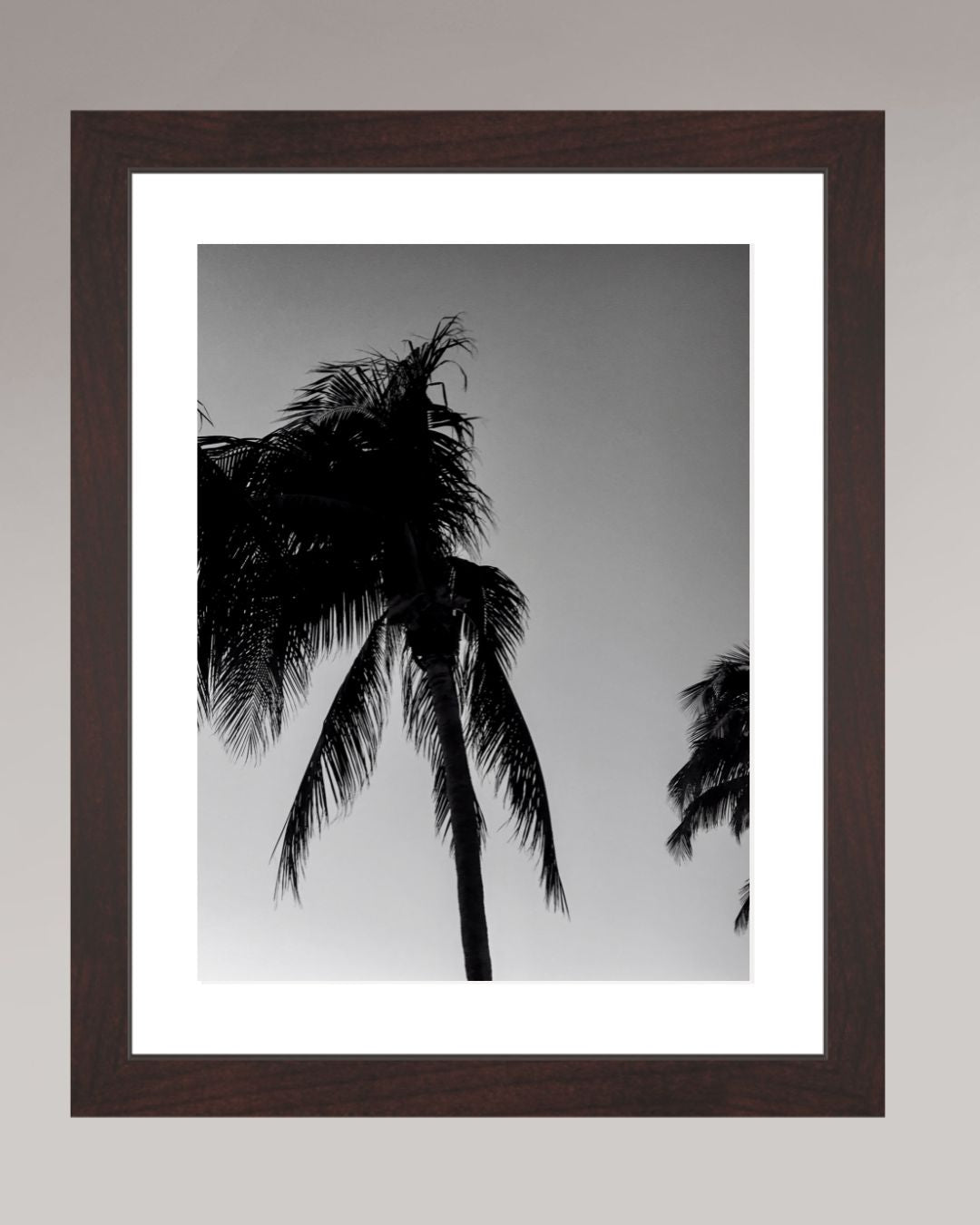 Timeless Palms