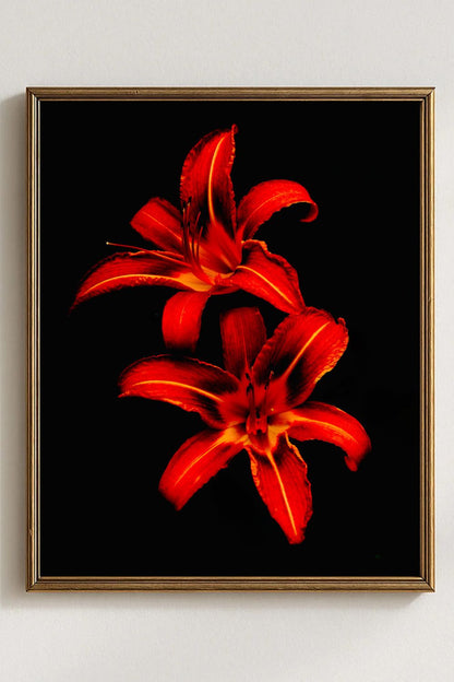 Tirage photo fine art de deux lys rouges sur fond noir, contraste floral intense 