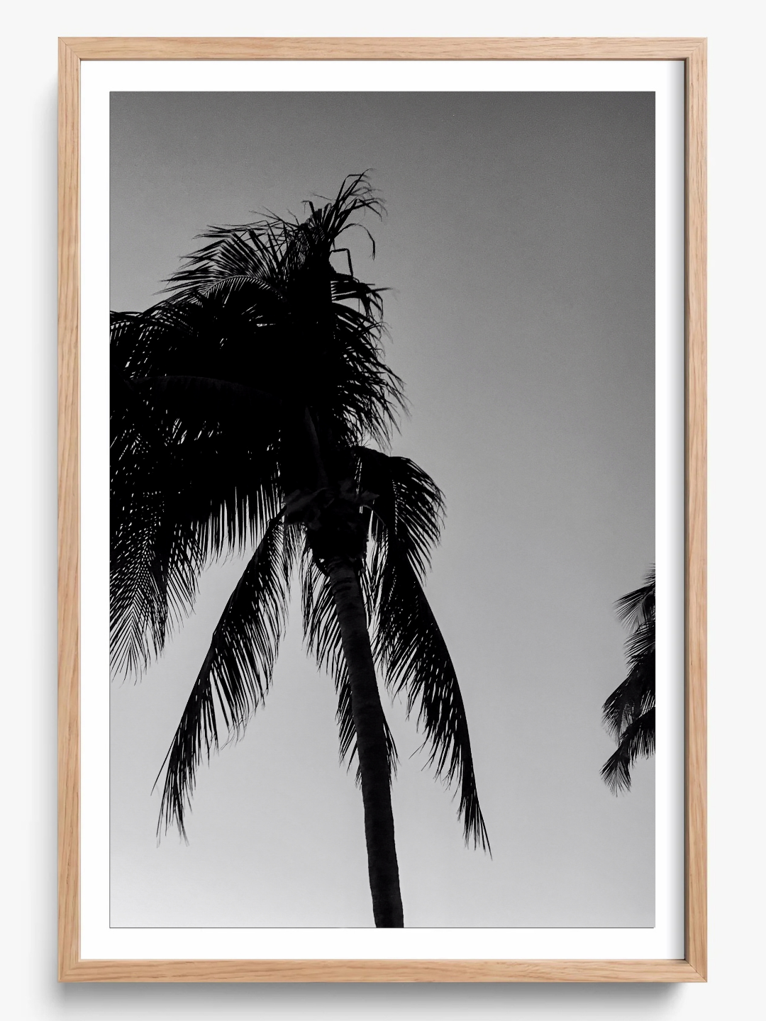 Timeless Palms