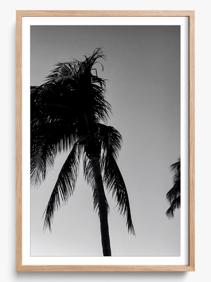 Timeless Palms