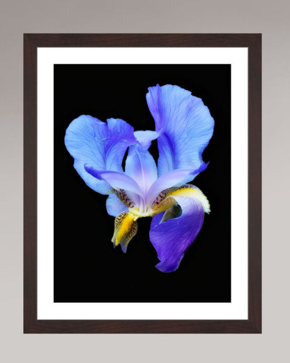 Midnight Bloom