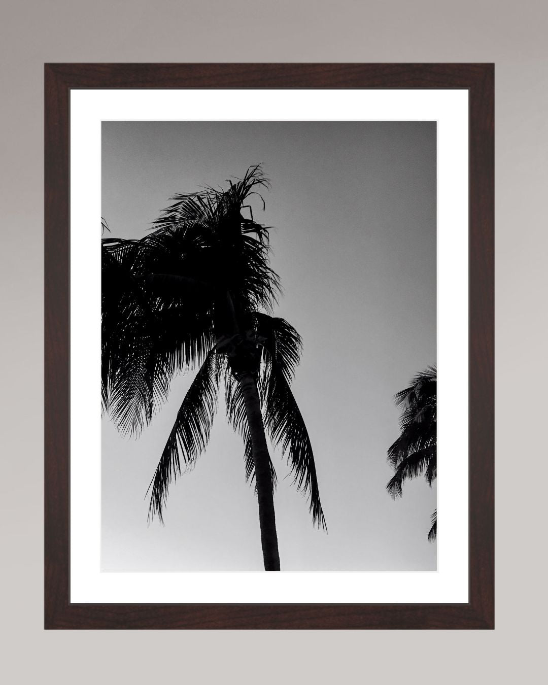 Timeless Palms