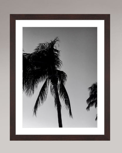 Timeless Palms