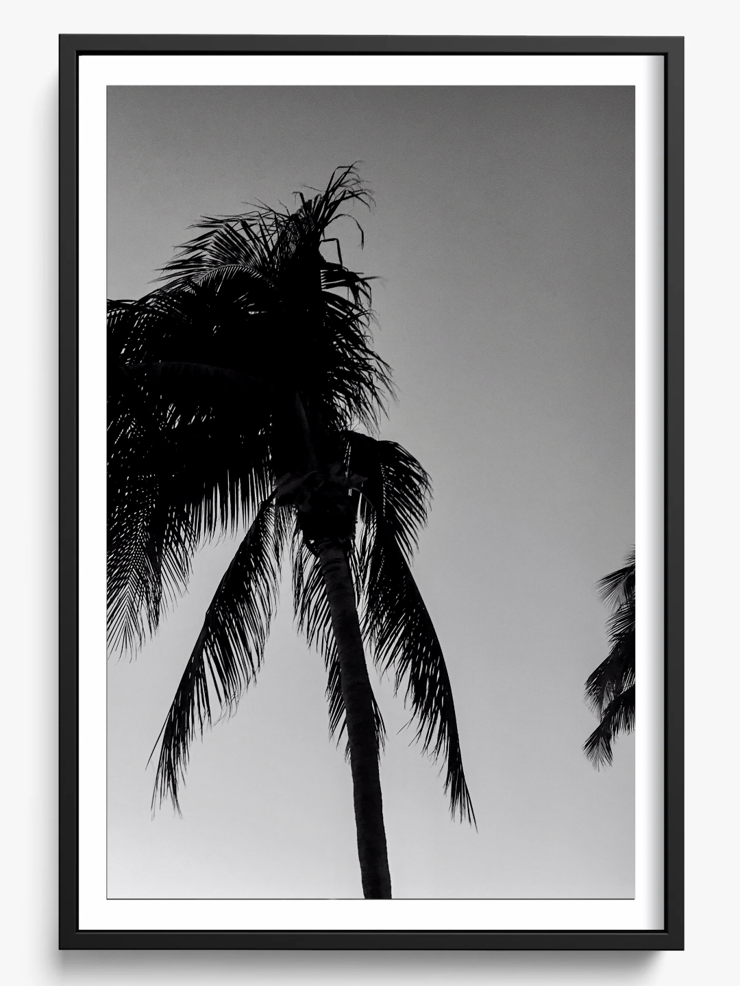 Timeless Palms
