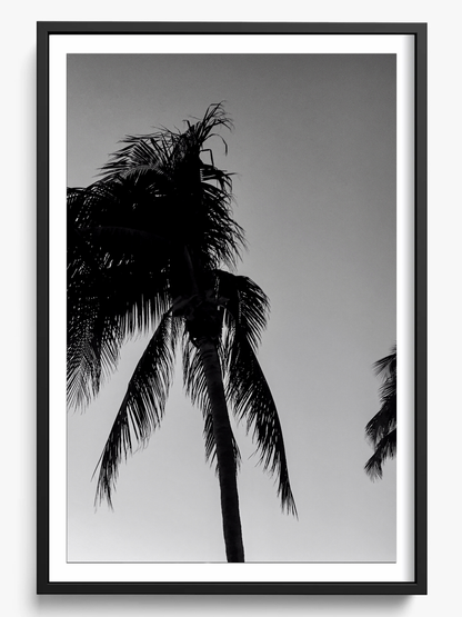Timeless Palms