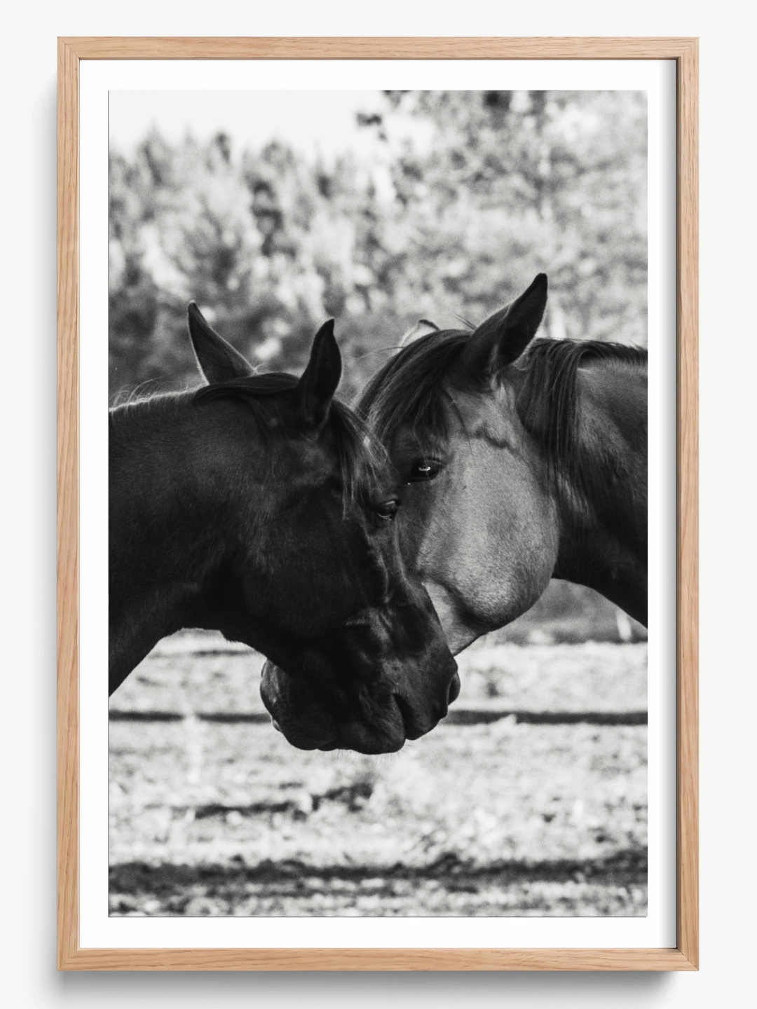 Horses' Complicity
