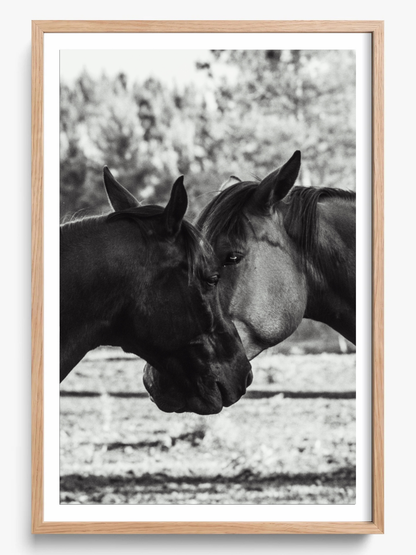 Horses' Complicity