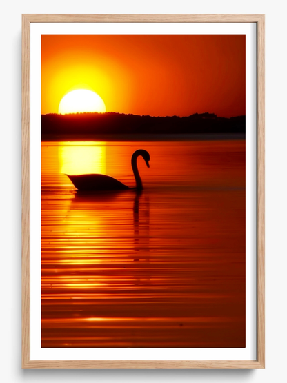 The Swan