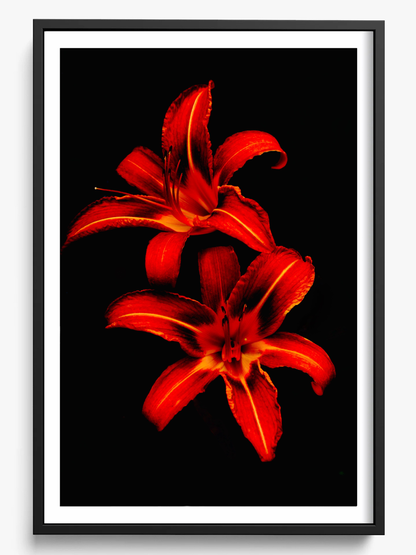 Red Lilies