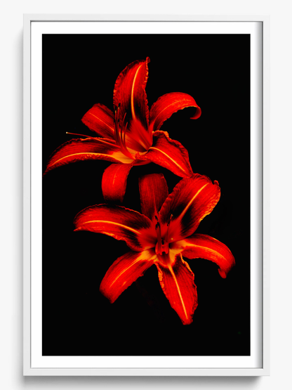 Red Lilies
