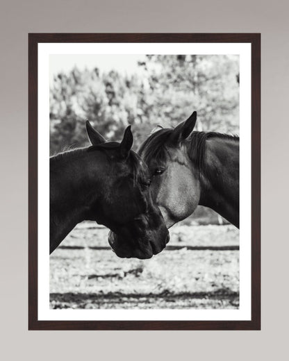 Horses' Complicity