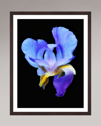 Midnight Bloom