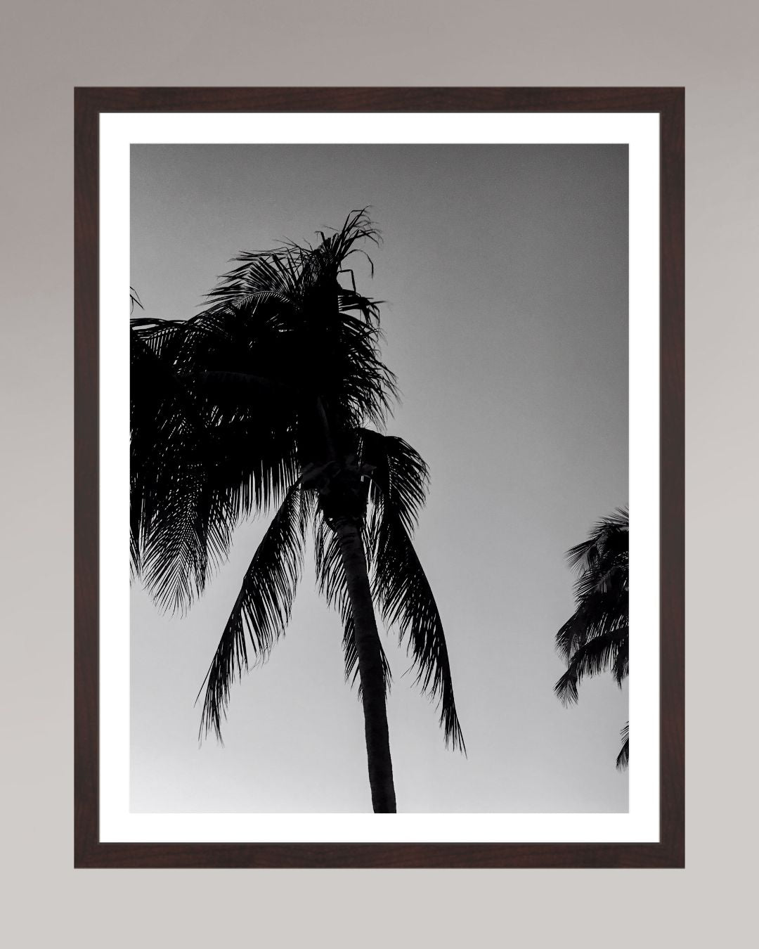 Timeless Palms