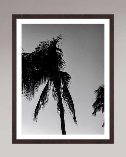 Timeless Palms