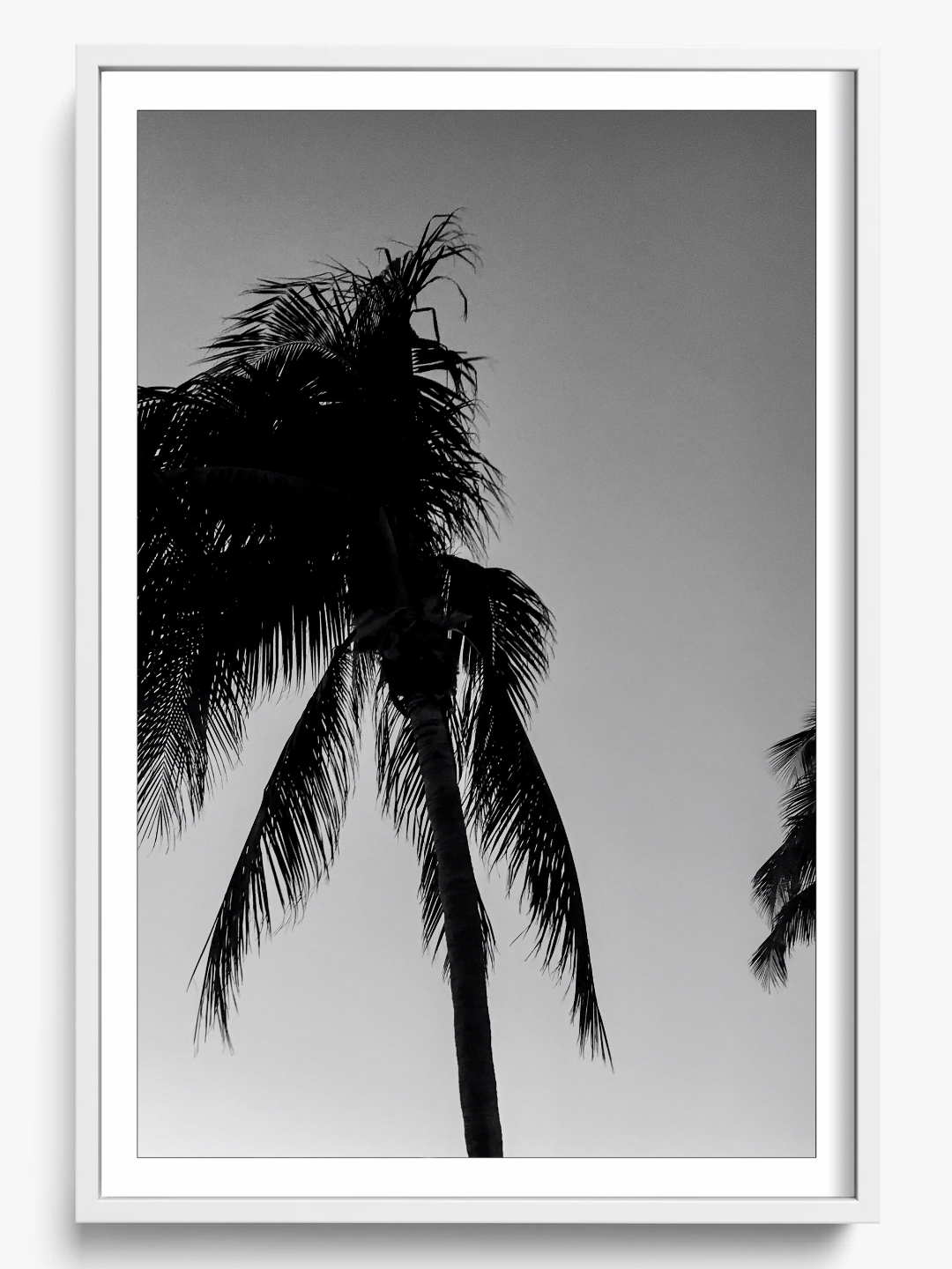 Timeless Palms