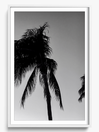 Timeless Palms