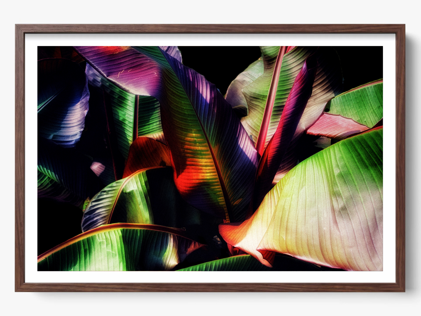 Tropical Embrace