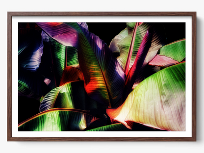 Tropical Embrace