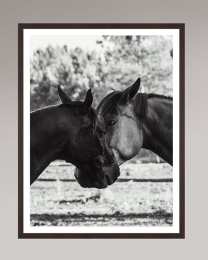 Horses' Complicity