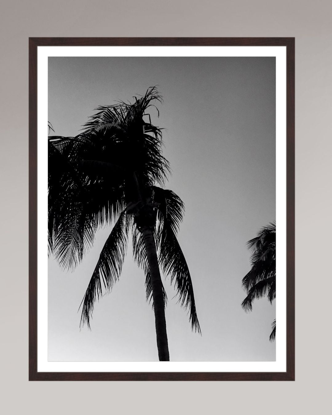 Timeless Palms