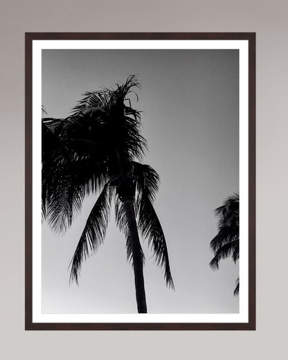 Timeless Palms