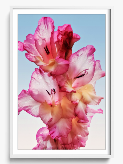 Floral Dew