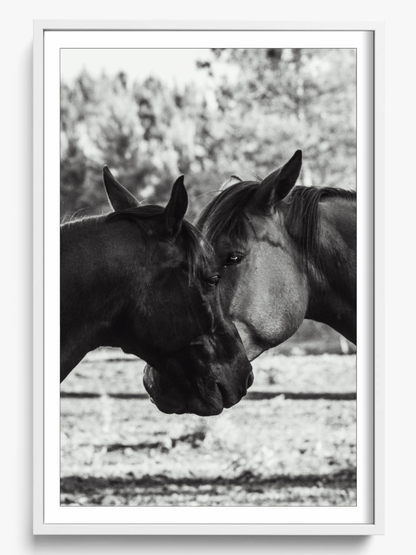 Horses' Complicity