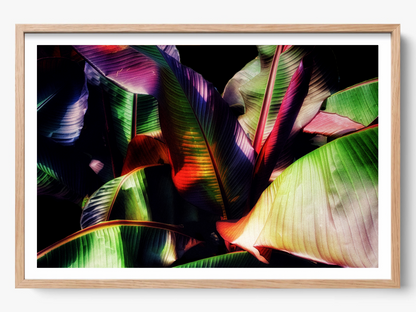 Tropical Embrace